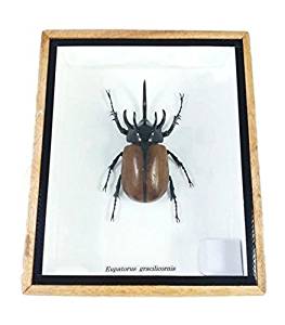 263x300 Rare Giant Horn Rhino Taxidermy Insect Box