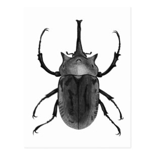 307x307 Beetle Illustration Postcards Zazzle Au