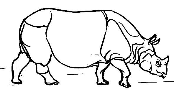 590x329 How To Draw A Rhinoceros