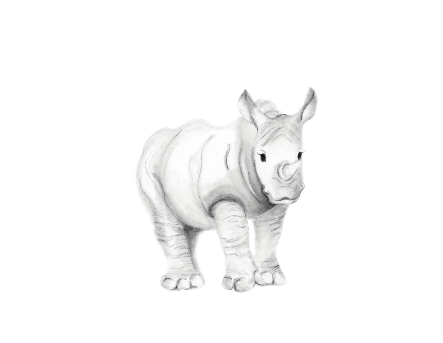 Rhino Pencil Drawing