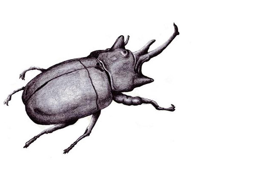 500x363 Rhino Beetle