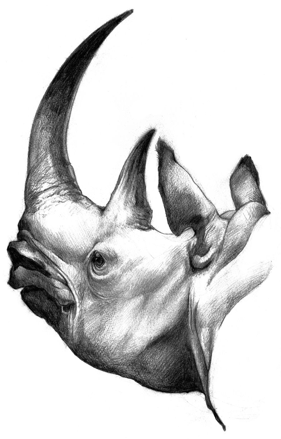 900x1406 Scientific Illustration