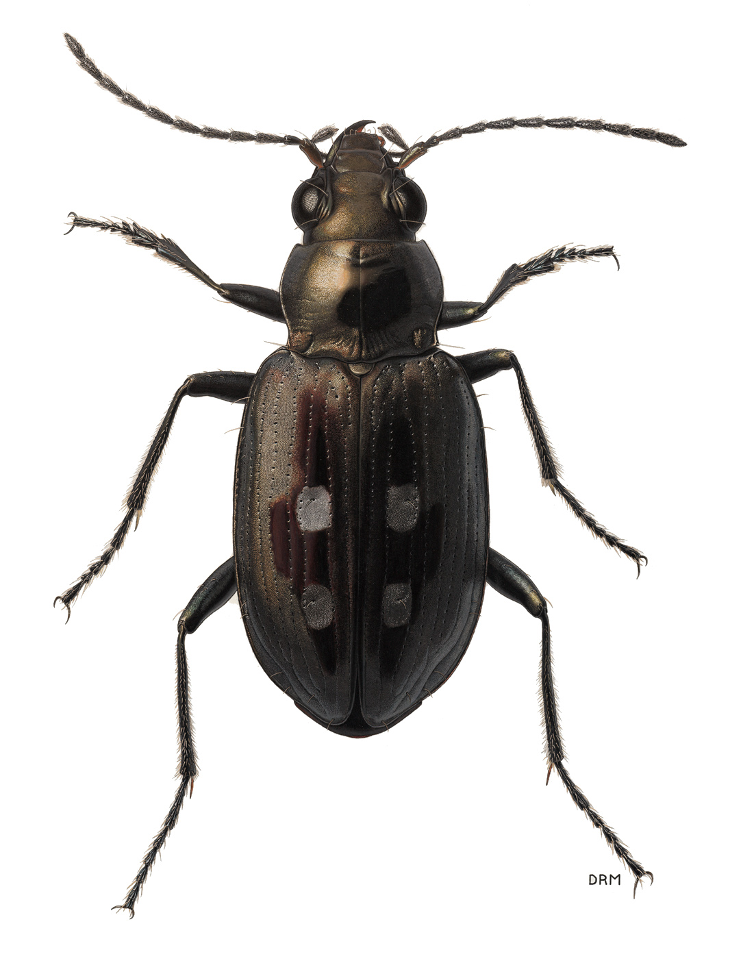 1082x1403 Beetle Drawing, Pencil, Sketch, Colorful, Realistic Art Images