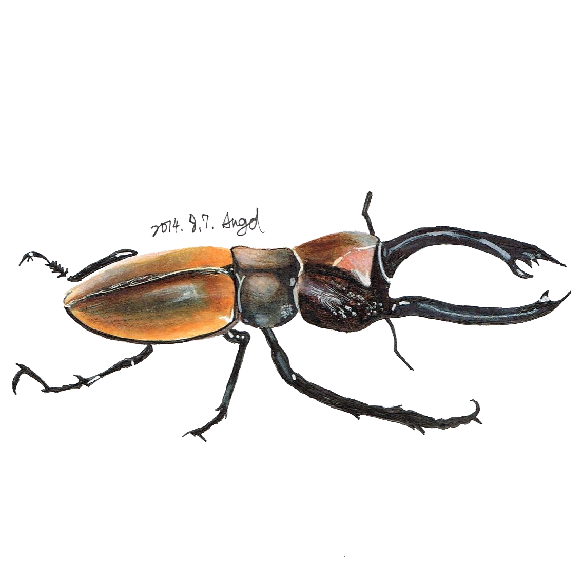 1134x1134 Collection Of Free Beetle Drawing Marker Download On Ui Ex