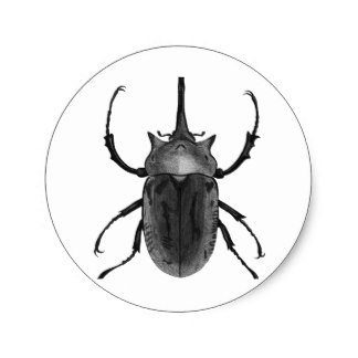 324x324 Drawn Beetle Round