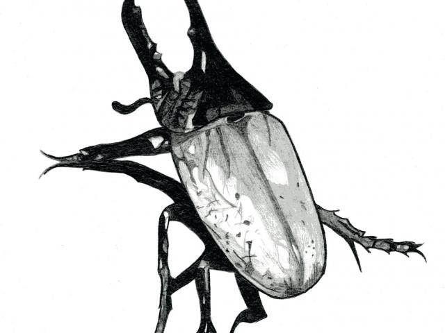 640x480 Free Drawn Beelte, Download Free Clip Art