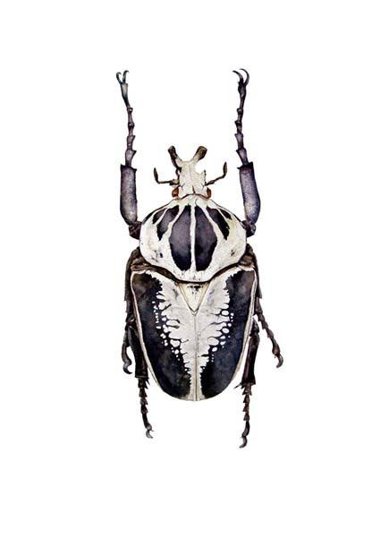425x601 Goliath Beetle Hazel Adams Illustrations