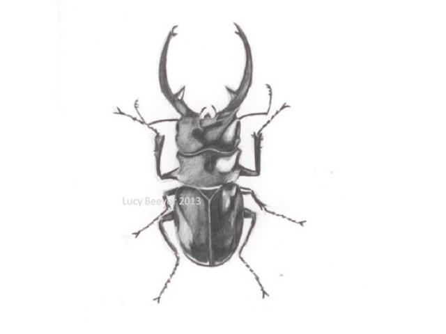 Rhinoceros Beetle Drawing