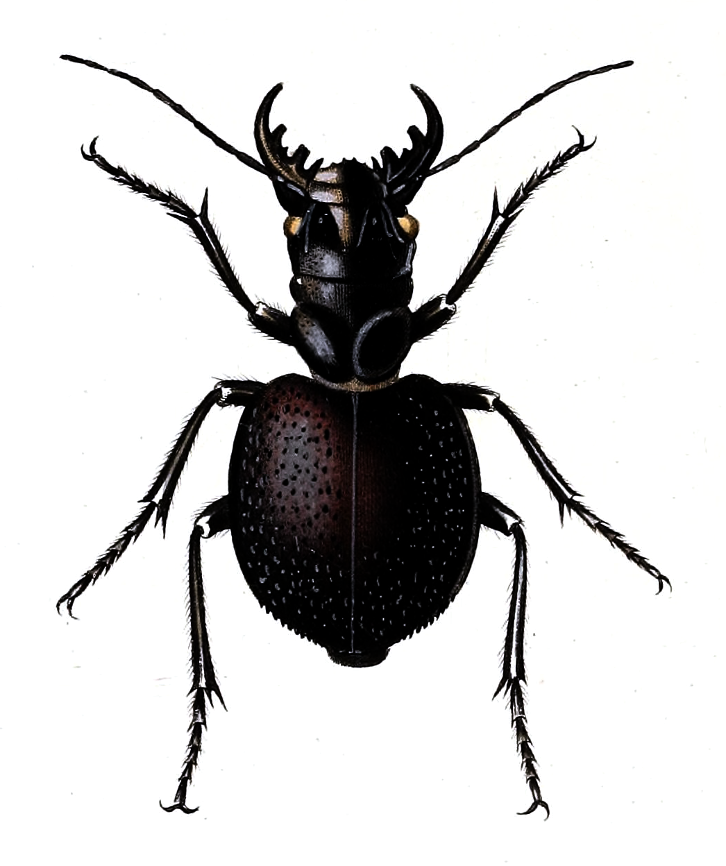 1046x1248 Manticora Latipennis