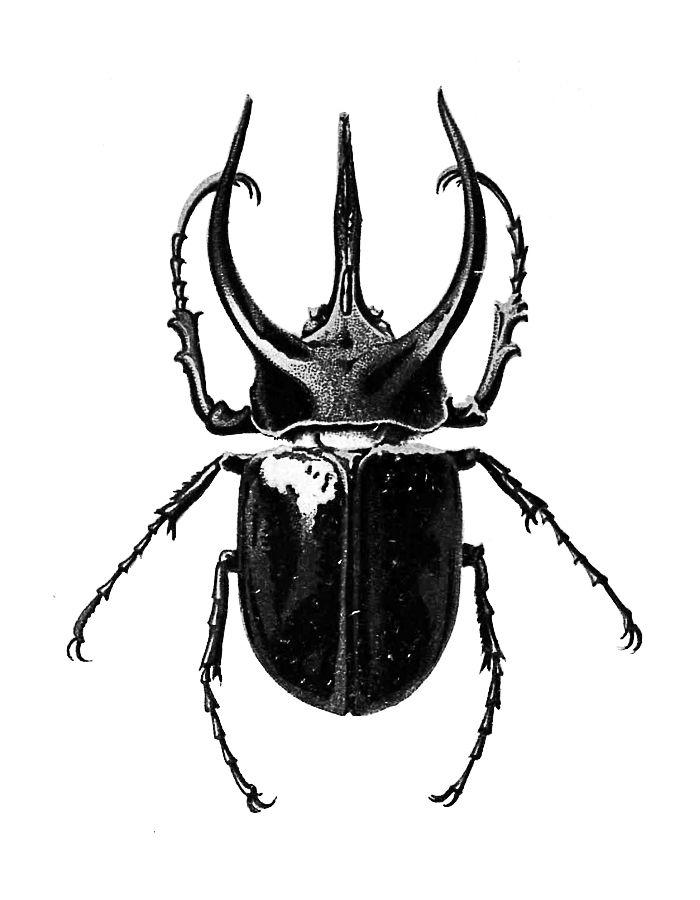 700x900 Little Ones Insects, Insect Art, Beetle