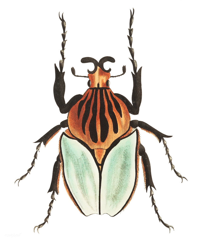 855x1024 The World's Best Photos Of Beetle And Sketch
