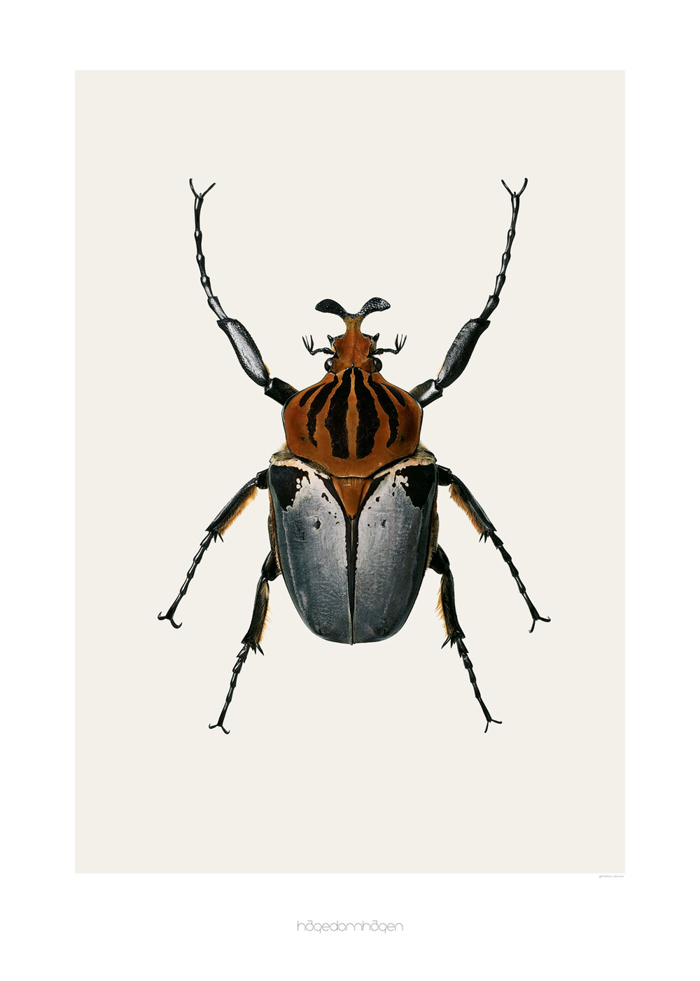 1000x1400 Hagedornhagen Copenhagen