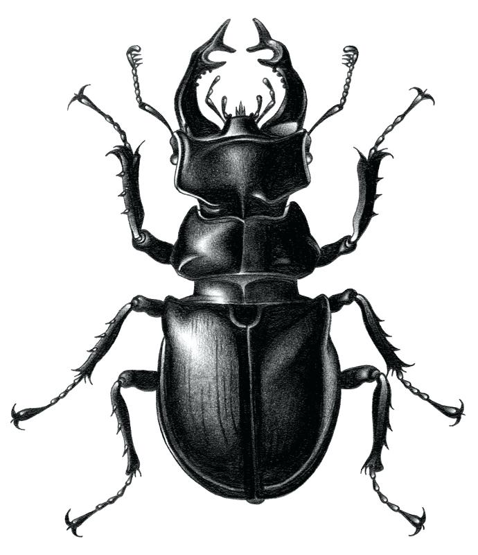 690x800 beetle drawing free beetle car drawing