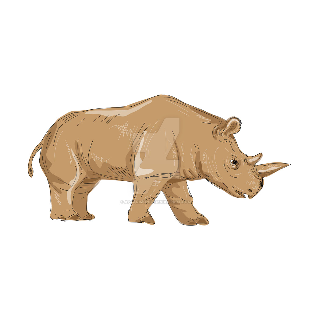 1024x1024 Northern White Rhinoceros Side Drawing