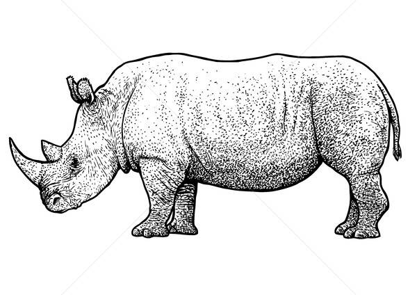 600x424 Rhinoceros Illustration, Drawing, Engraving, Ink, Line Art, Vector