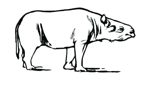 480x273 Rhino Free Animal Coloring Pages Printable