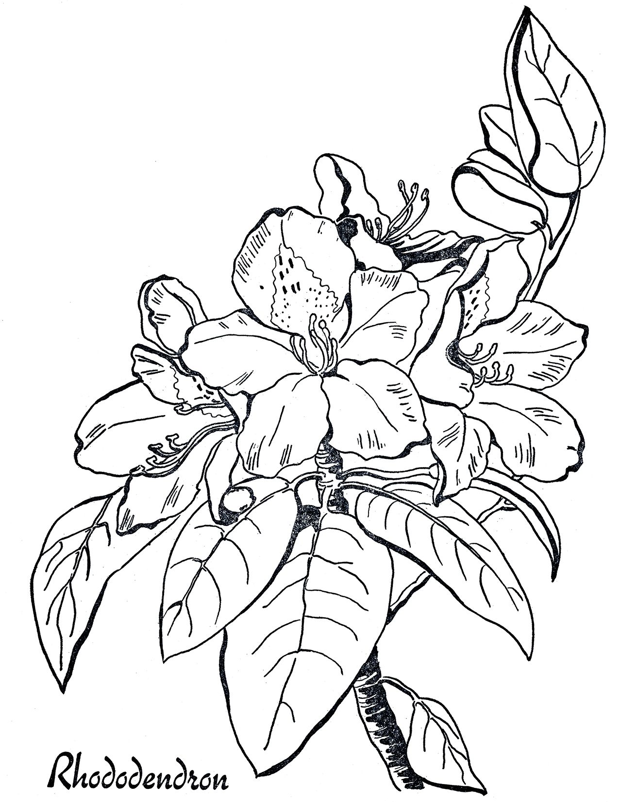 Rhododendron Flower Drawing