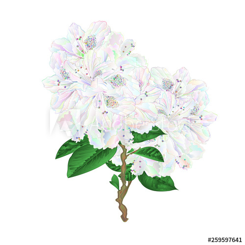 500x500 Colored Flowers Rhododendron With Leaves Twig Mountain Shrub