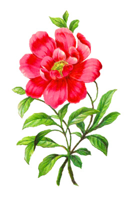 260x400 Drawing, Flower, Pink, Transparent Png Image Clipart Free Download