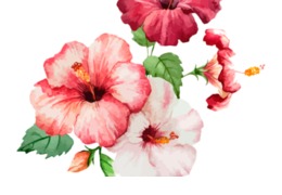 260x180 Flower, Leaf, Tree, Transparent Png Image Clipart Free Download