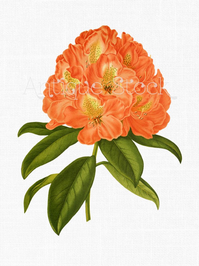 794x1059 Flower Clipart Rhododendron 'kate Waterer' Instant Etsy
