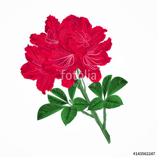 500x500 Flowers Red Rhododendrons Twig Mountain Shrub Vintage Vector