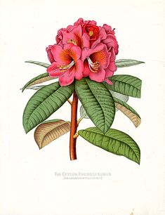 235x306 Best Paxton's Flower Garden Prints Images Flower