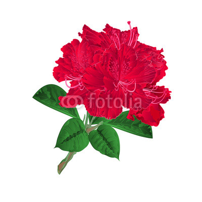 400x400 Flowers Red Rhododendrons Twig Shrub On A White Background Vintage
