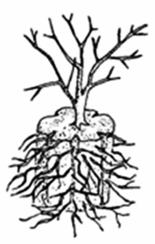 226x356 Henning's Rhododendron Azalea Pages