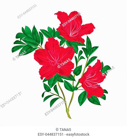 431x470 Illustration Of Red Rhododendron Flowers Stock Photos And Images