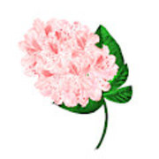 180x180 Light Pink Flowers Rhododendron Branch Mountain Shrub On A White