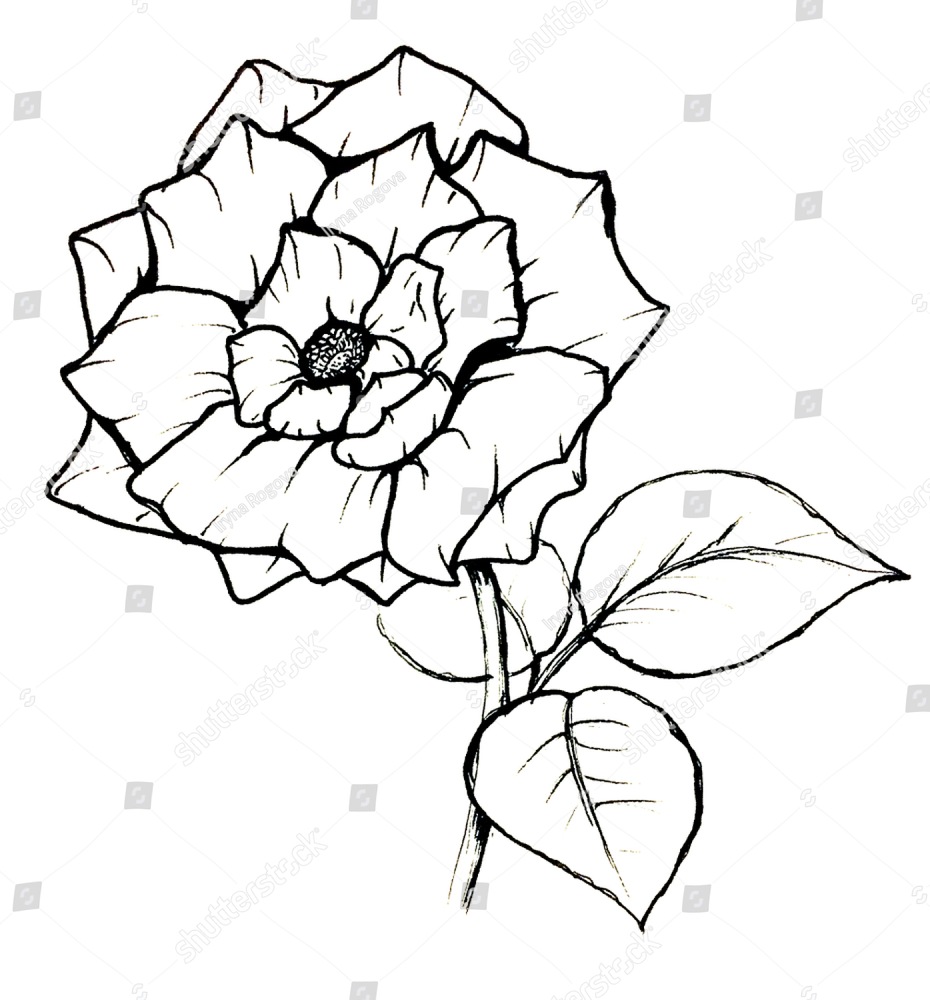 930x1000 Monochrome Alstroemeria Flower Isolated Sketched Art Vector Ez