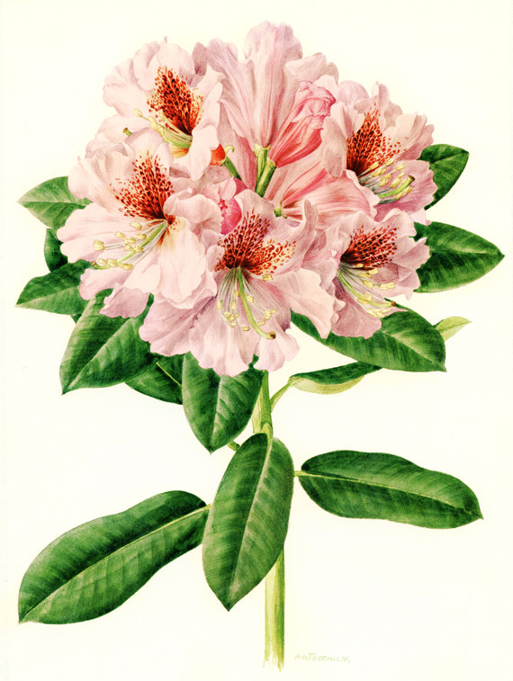 570x757 Pink Rhododendron Art, Vintage Botanical Art, Purple Flower