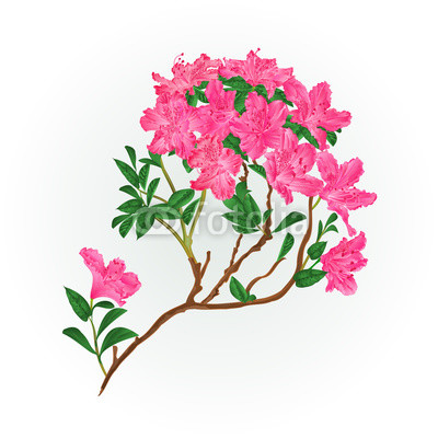 400x400 Pink Rhododendron Branch Mountain Shrub Vintage Vector