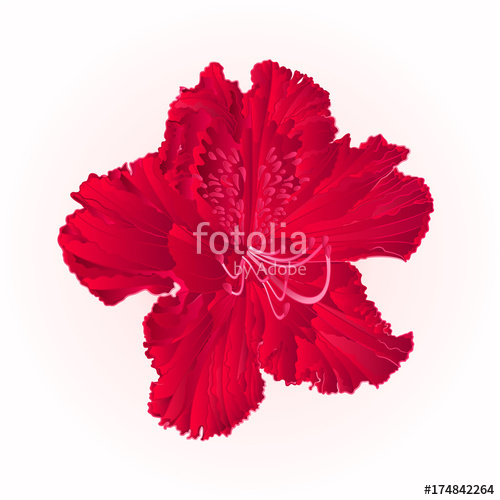 500x500 Rhododendron Blossom Red Vintage Vector Illustration Editable Hand