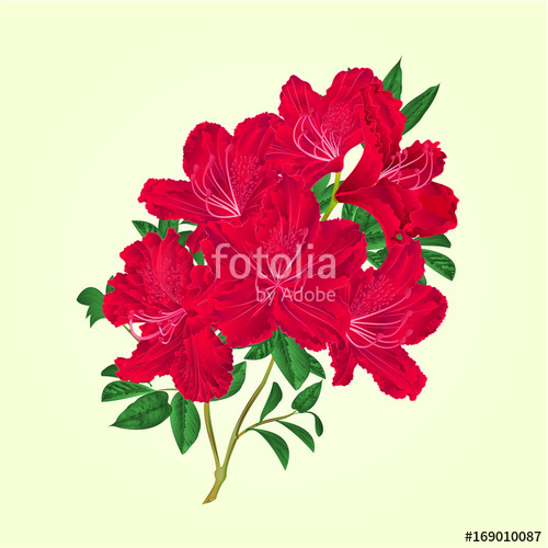 500x500 Twig Red Rhododendron Flowers And Leaves Vintage Botanical Vector