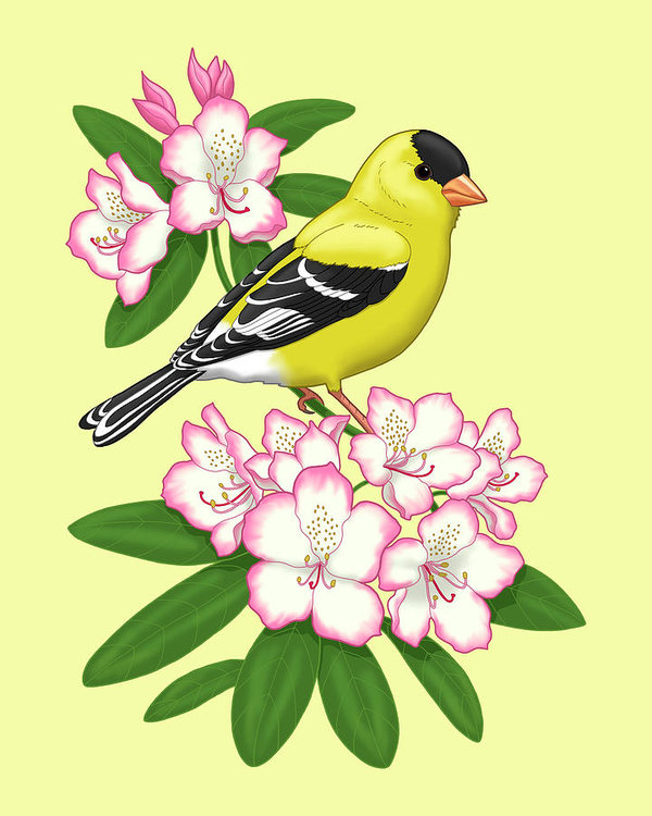 600x750 American Goldfinch And Coast Rhododendron Art Print