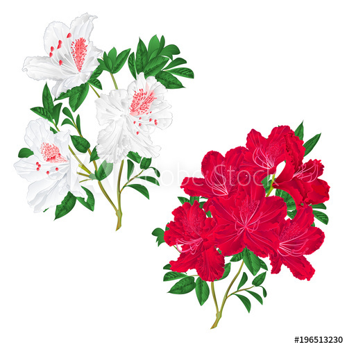 500x500 Branches Red And White Flowers Rhododendron Mountain Shrub