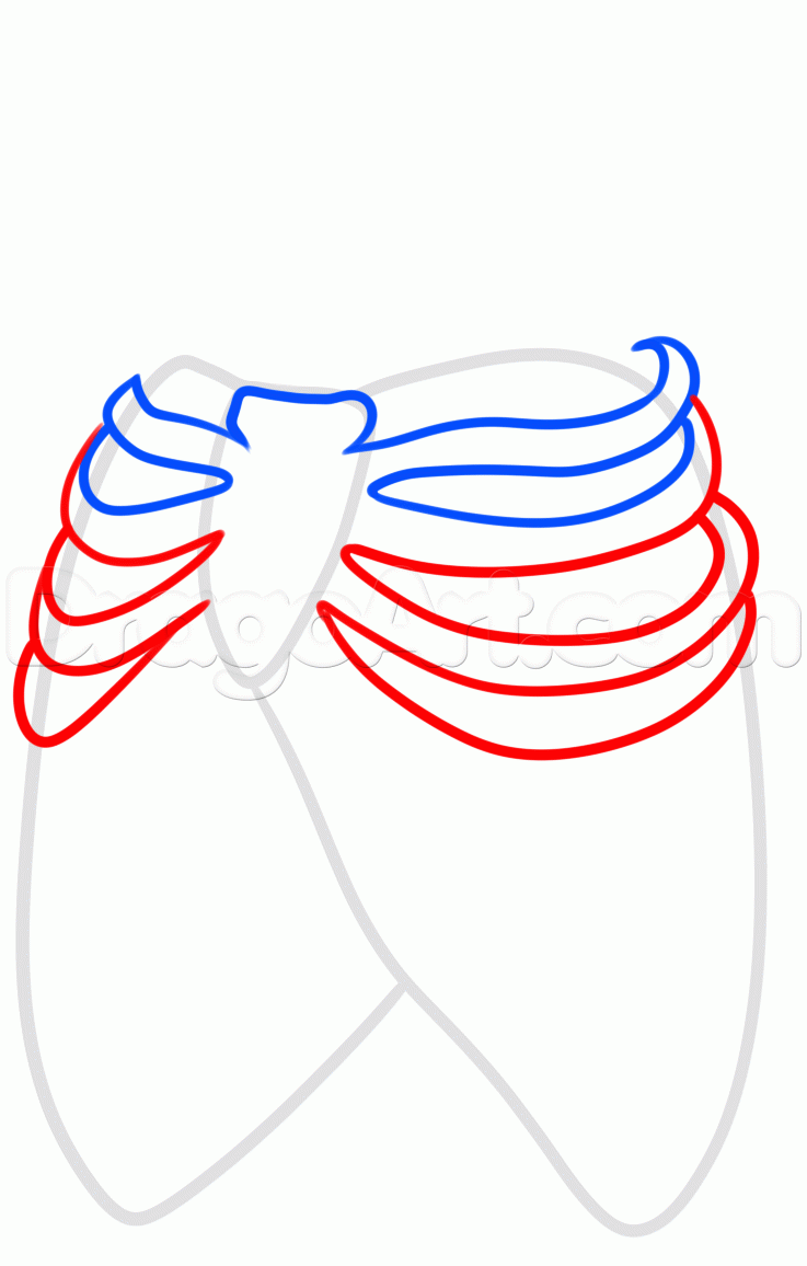 737x1156 How To Draw A Rib Cage Tattoo, Step