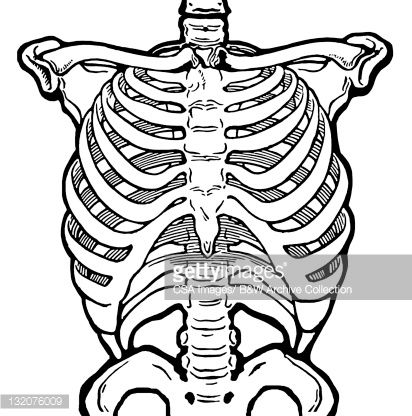 412x416 Reference Drawings, Vector Art, Rib Cage