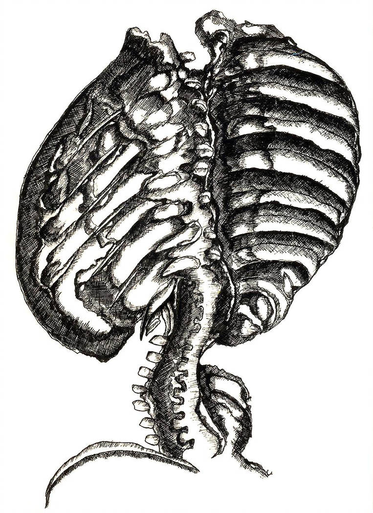 763x1048 Rib Cage Gcse Work
