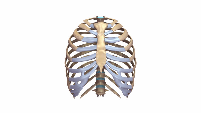 852x480 Rib Cage Drawing Stock Video Footage