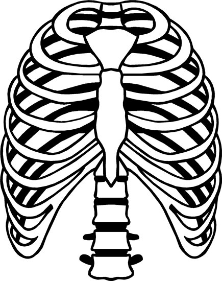 Rib Cage Drawing | Free download on ClipArtMag