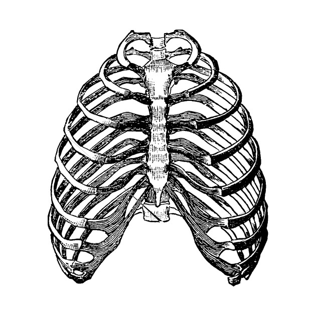 630x630 The Human Ribcage