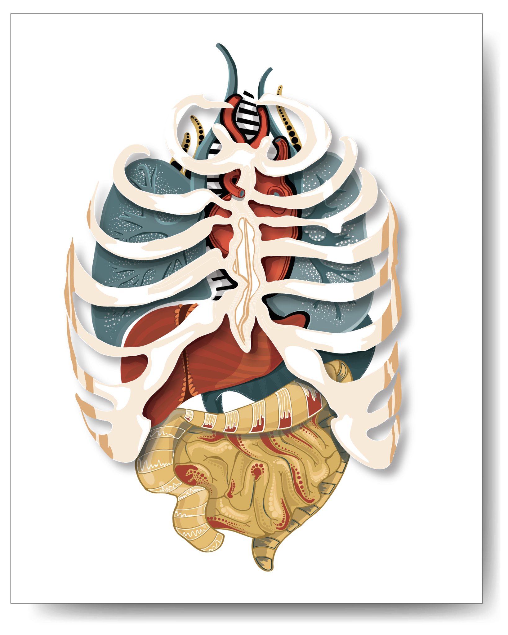 1638x2048 Vector Ribcage Organs