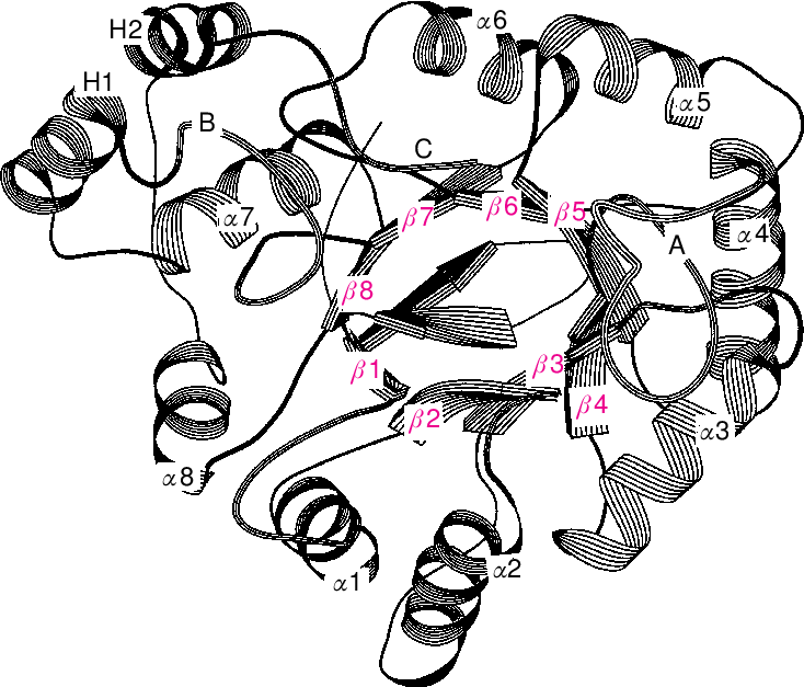 734x627 A Common Three Dimensional Fold For The Akrs The Ribbon Drawing