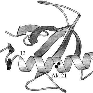 320x320 A Ribbon Drawing Of Rnase Generated From The Crystal Structure