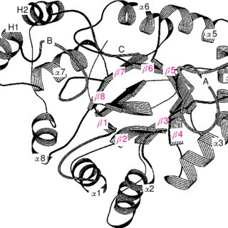 320x320 A Common Three Dimensional Fold For The Akrs The Ribbon Drawing