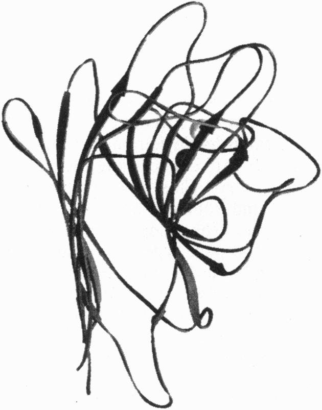 630x803 Ribbon Drawing