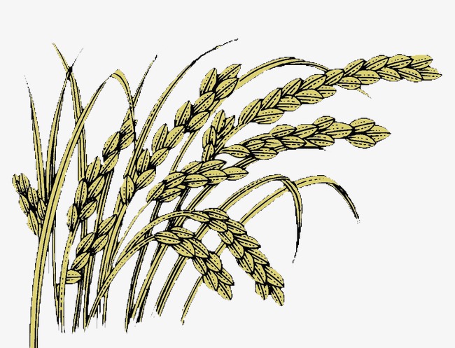 650x497 Paddy, Rice, Line Drawing Png Image And Clipart For Free Download